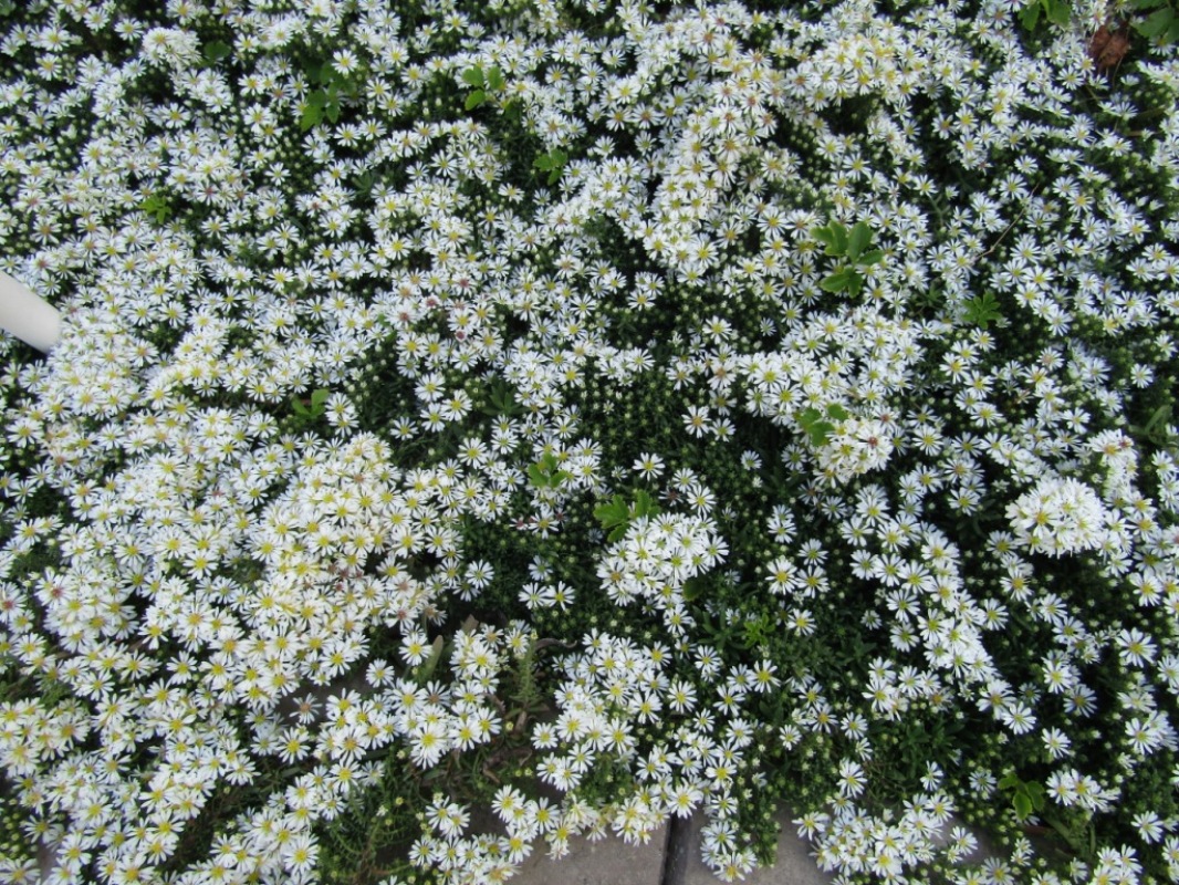 Image of Symphyotrichum ericoides specimen.