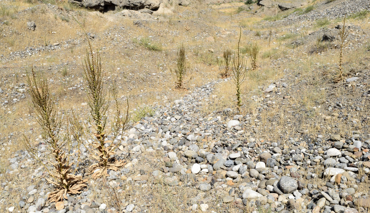 Image of Verbascum turkestanicum specimen.