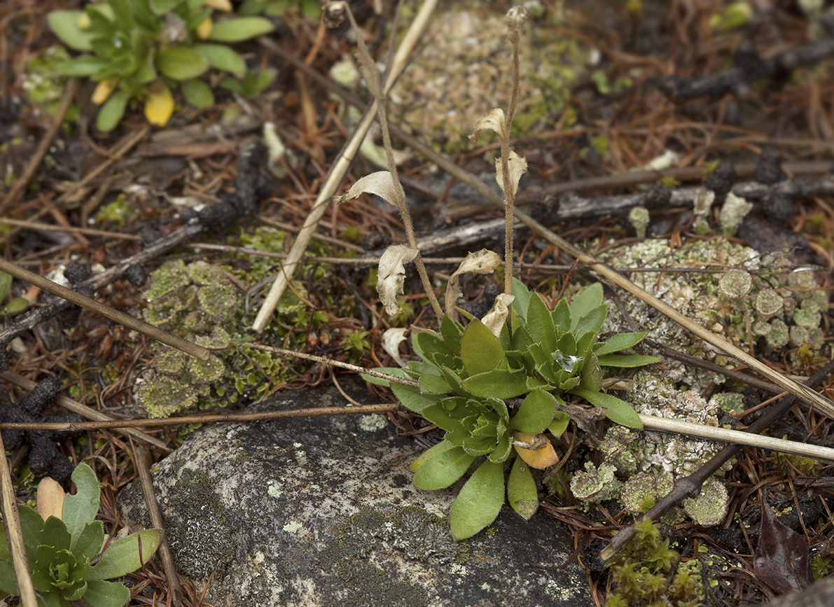 Image of genus Draba specimen.