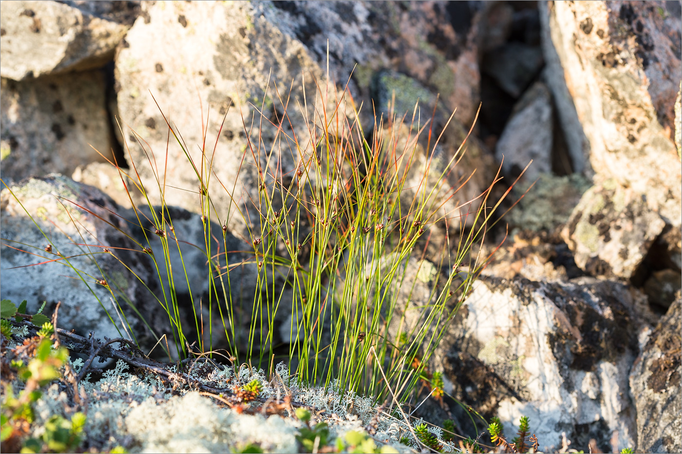 Image of Juncus trifidus specimen.