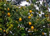 Citrus japonica