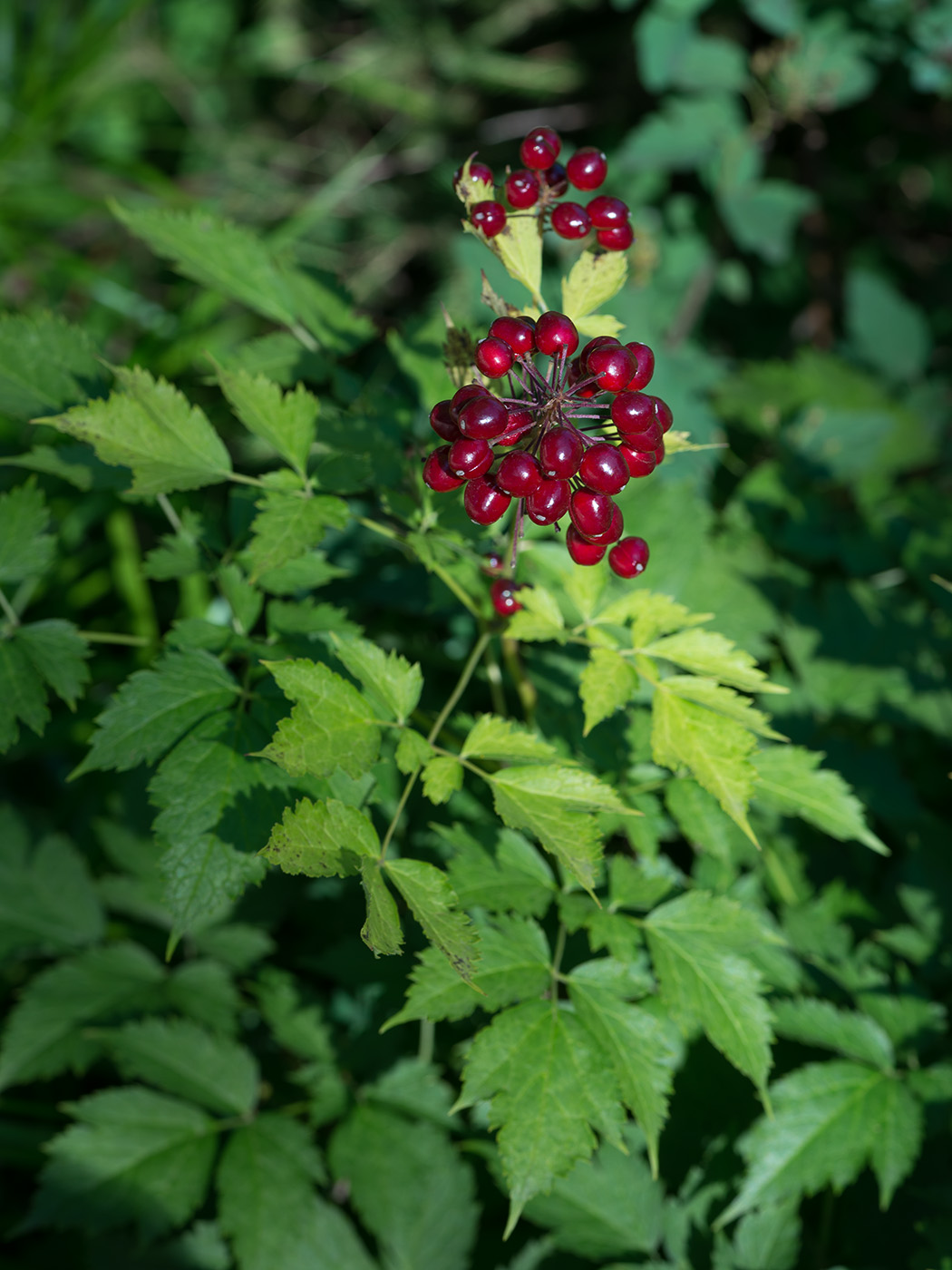 Изображение особи Actaea rubra.