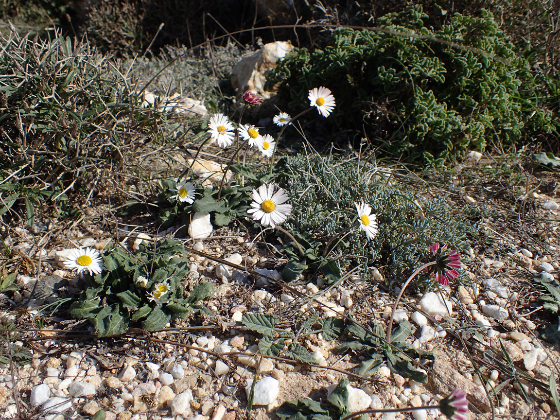 Изображение особи Bellis sylvestris.