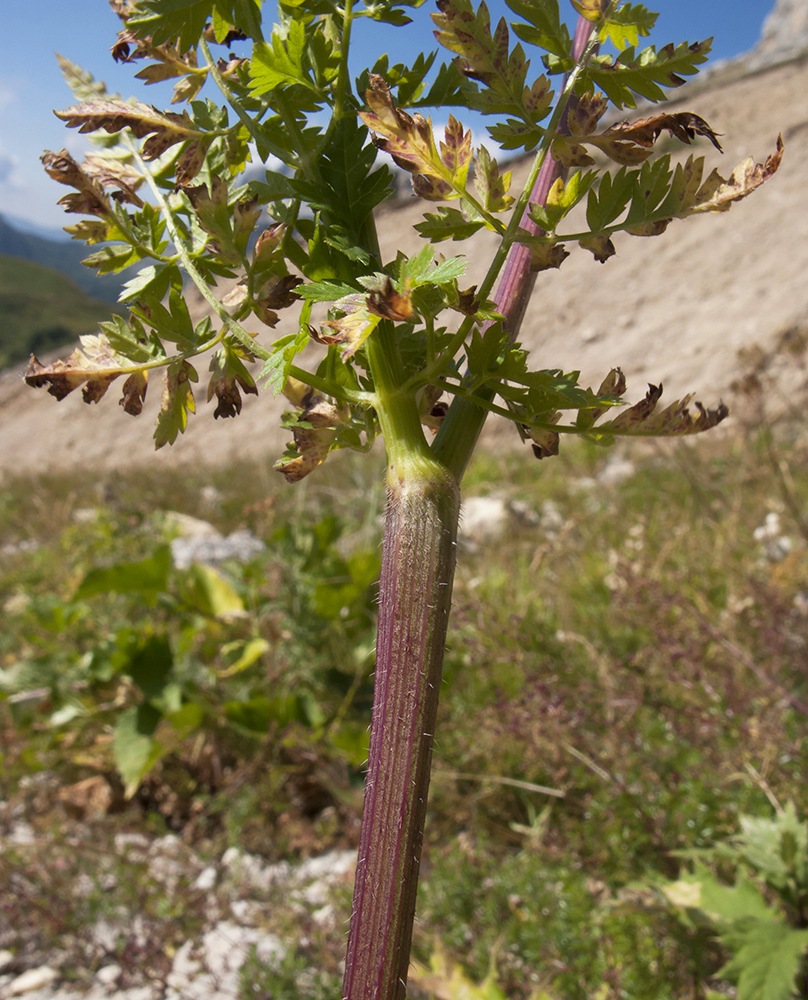 Image of Chaerophyllum aureum specimen.