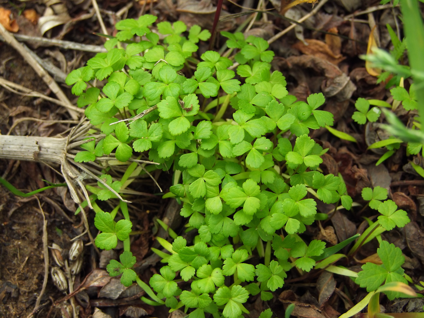 Изображение особи Coelopleurum gmelinii.