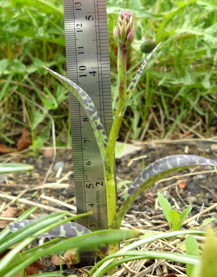 Image of Dactylorhiza fuchsii specimen.