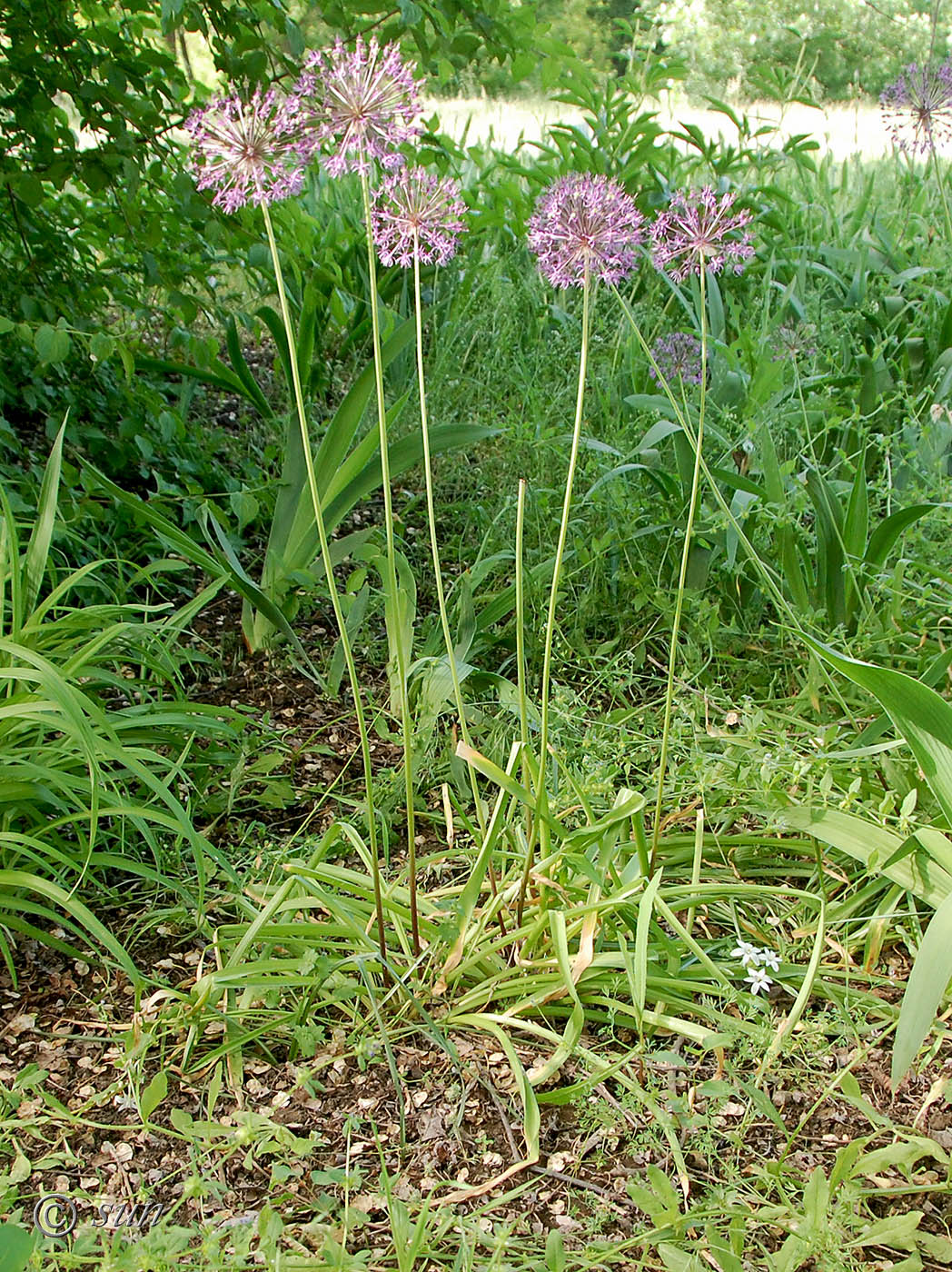 Image of Allium rosenorum specimen.