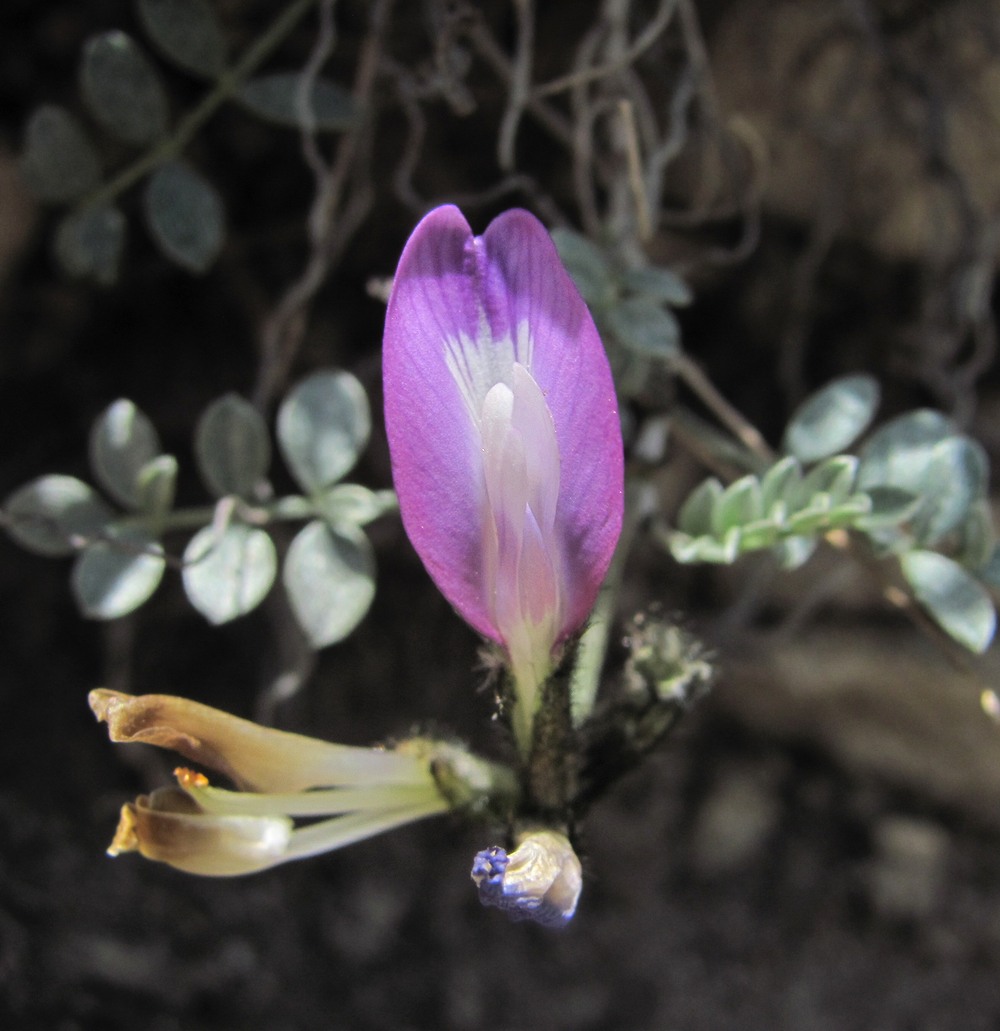 Image of Astragalus fissuralis specimen.