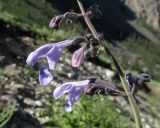 Nepeta sibirica