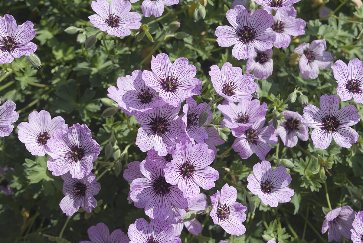 Image of Geranium cinereum specimen.