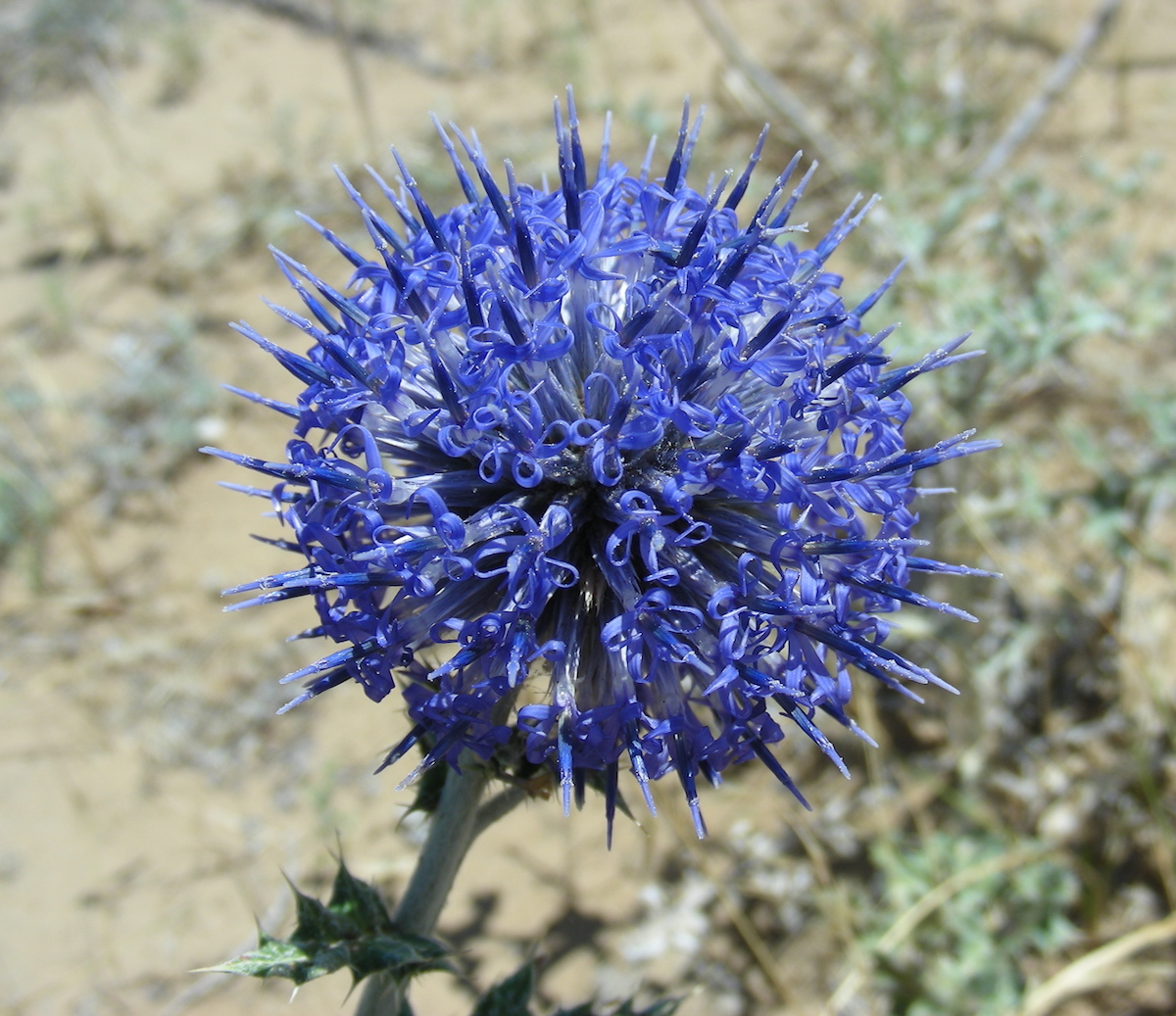 Image of Echinops albicaulis specimen.