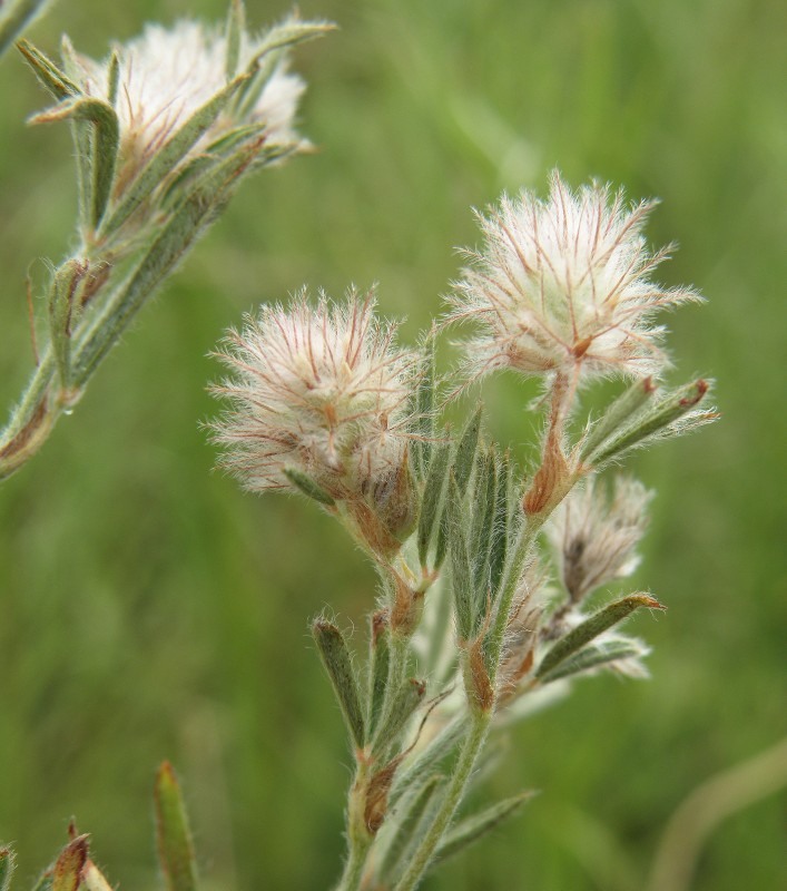 Изображение особи Trifolium arvense.