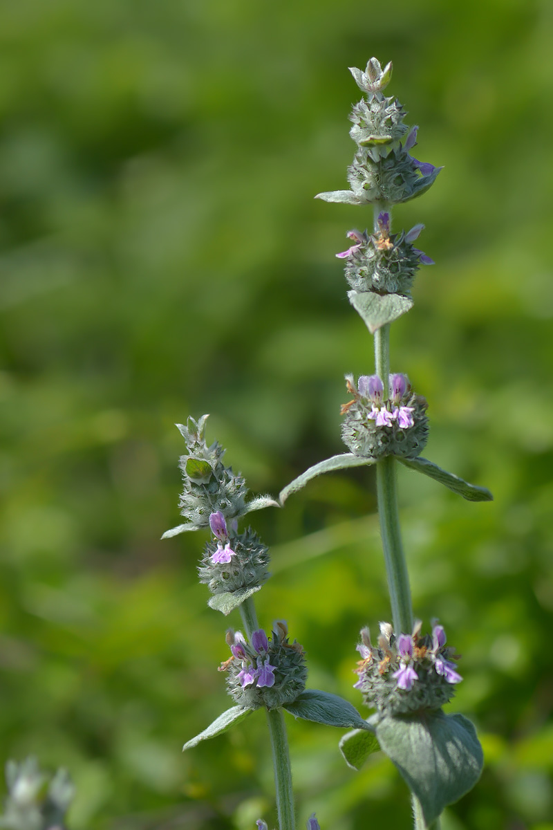 Image of Stachys germanica specimen.