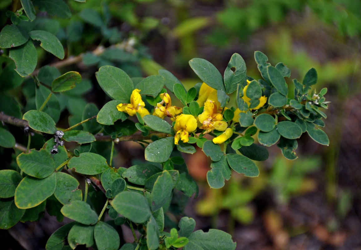 Image of Chamaecytisus ruthenicus specimen.