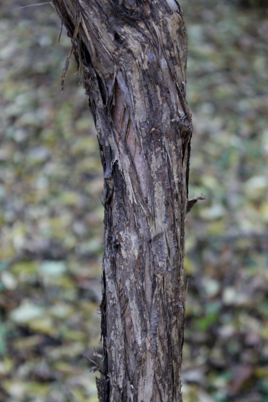 Image of Prinsepia sinensis specimen.