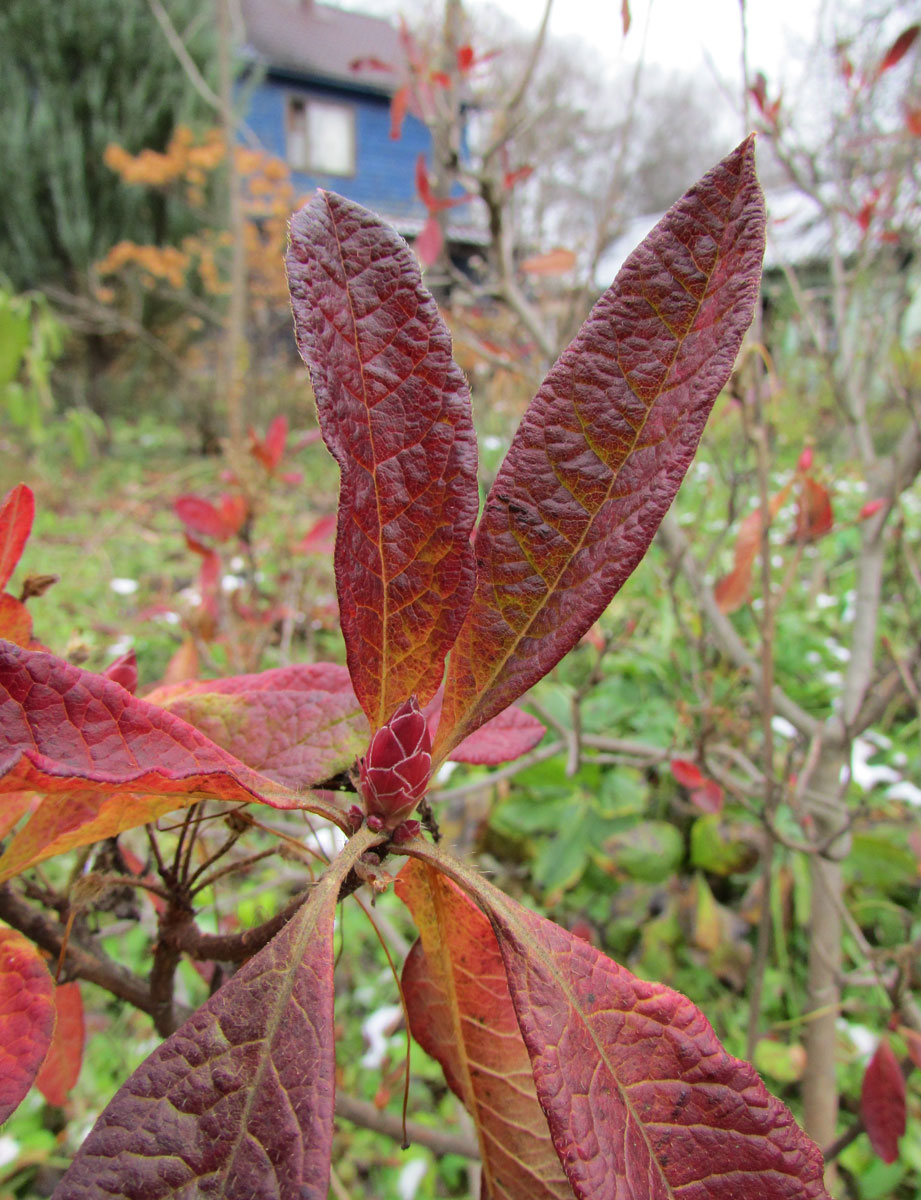 Image of Rhododendron molle ssp. japonicum specimen.