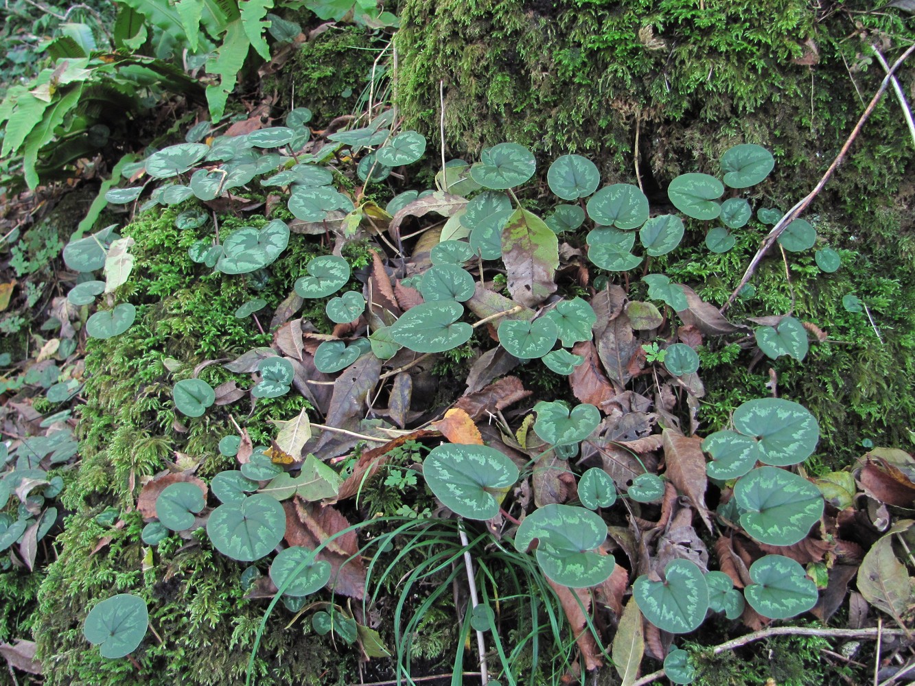 Image of Cyclamen coum specimen.