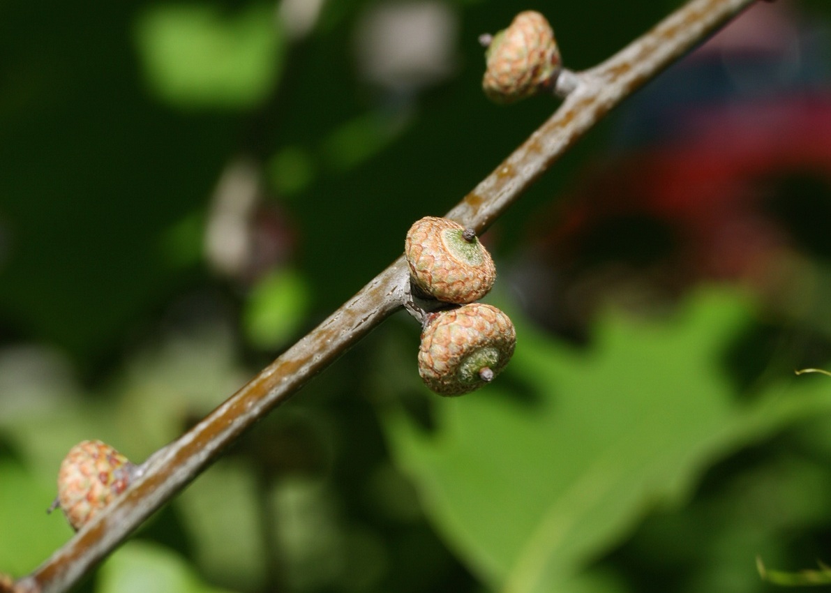 Изображение особи Quercus rubra.