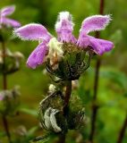 Phlomoides tuberosa. Верхушка соцветия. Хорошо видно опушение верхних лепестков венчика. Чувашия, окр. г. Шумерля, Кумашкинский заказник, Соколова поляна. 7 августа 2008 г.