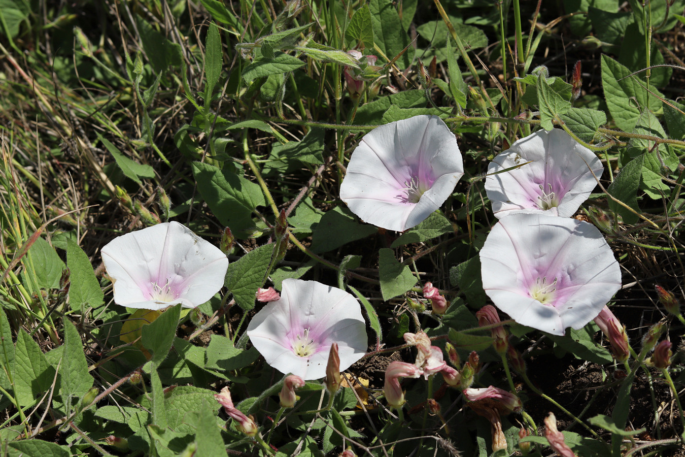 Image of Convolvulus betonicifolius specimen.