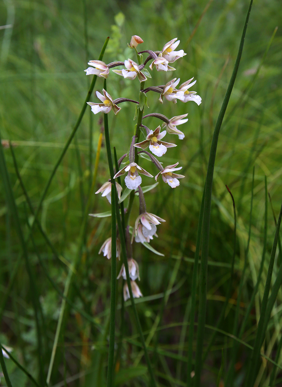 Изображение особи Epipactis palustris.