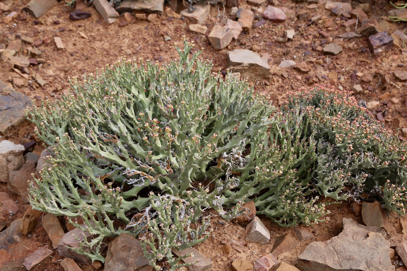 Image of Euphorbia hamata specimen.