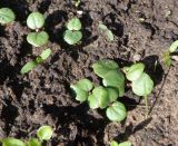 Malope trifida. Всходы. Тверская обл., Весьегонск, в культуре. 25 мая 2020 г.