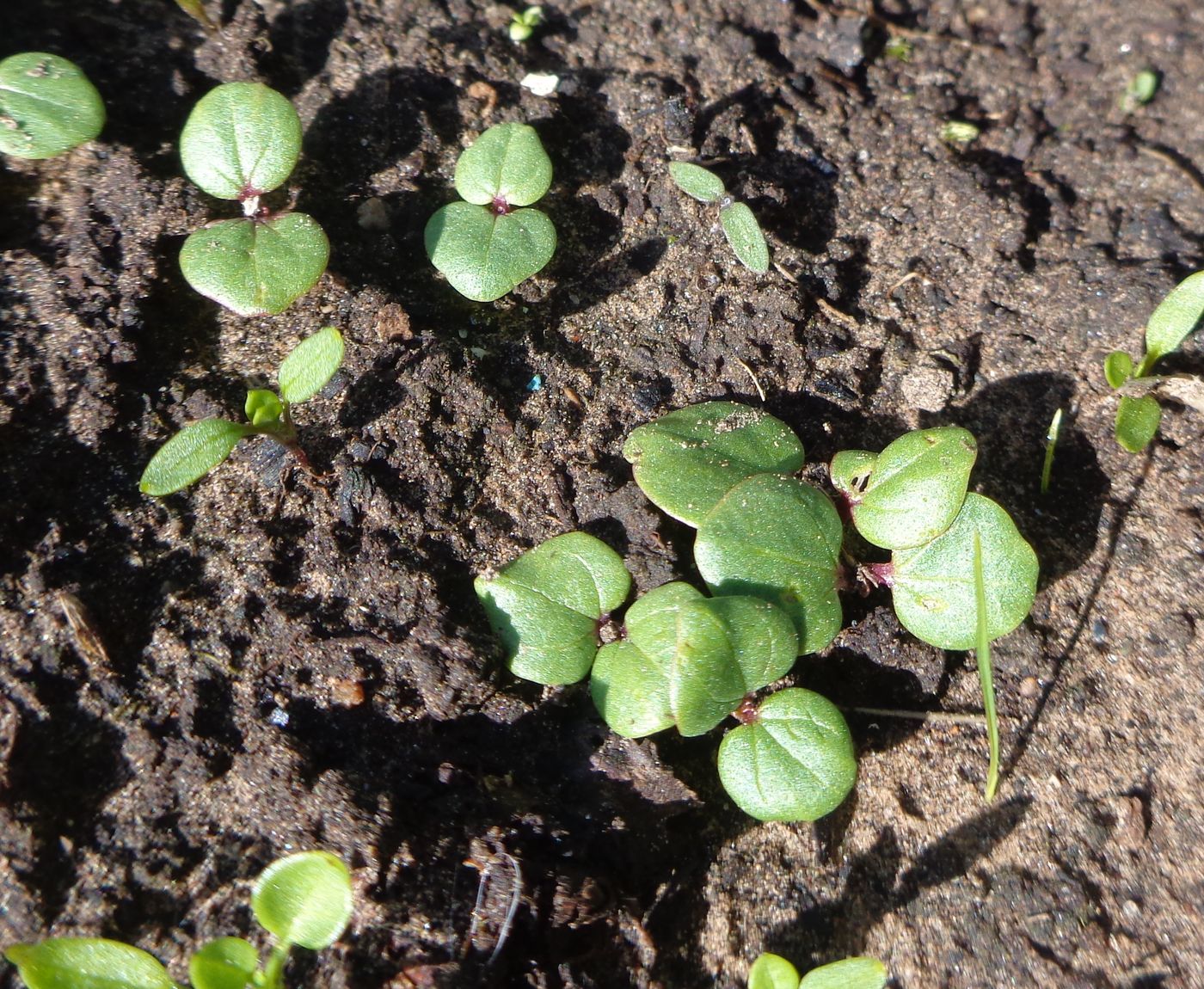 Image of Malope trifida specimen.