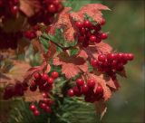 Viburnum opulus. Соплодия с созревшими плодами и листья в осеннем окрасе. Московская обл., Раменский р-н, окр. дер. Хрипань, садовый участок. 07.09.2020.