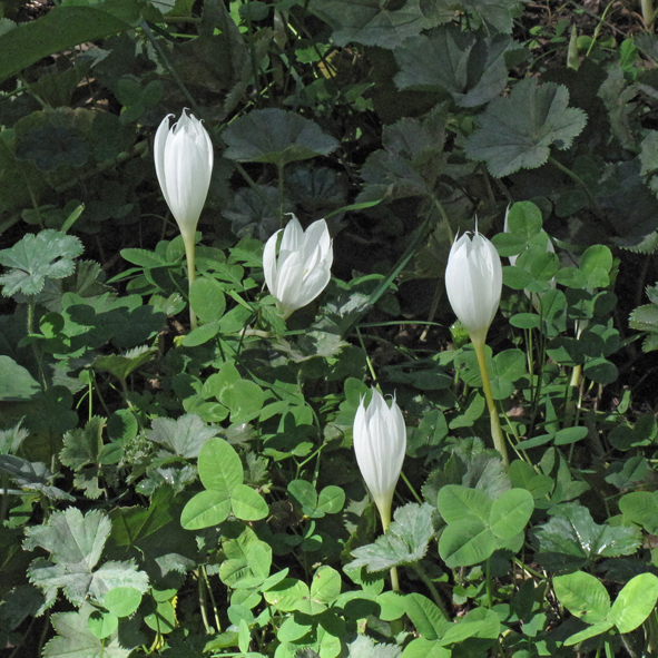 Image of Crocus vallicola specimen.