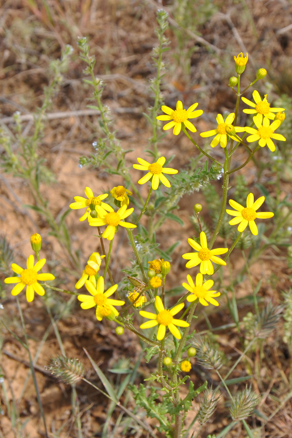 Изображение особи Senecio vernalis.