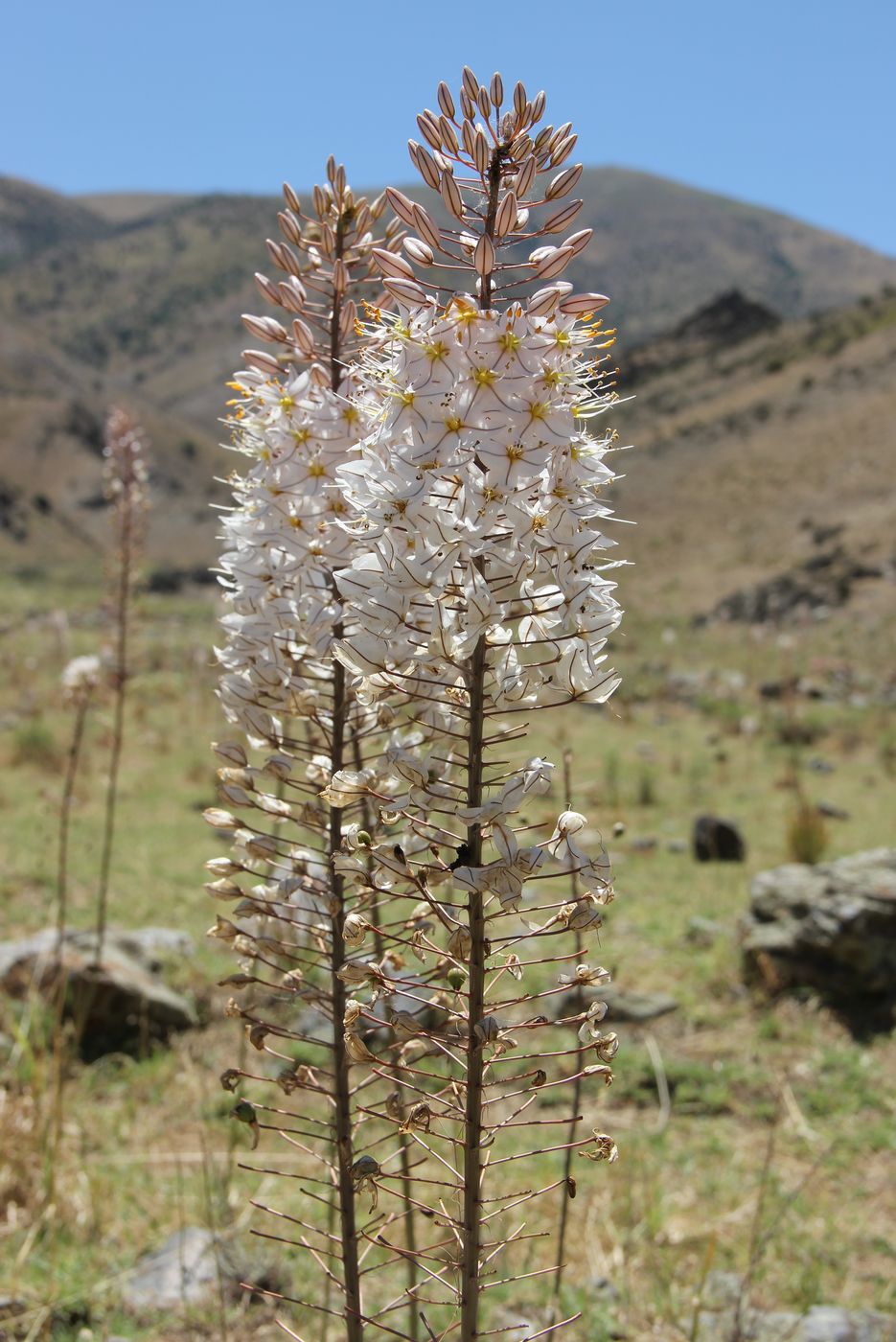 Image of Eremurus olgae specimen.