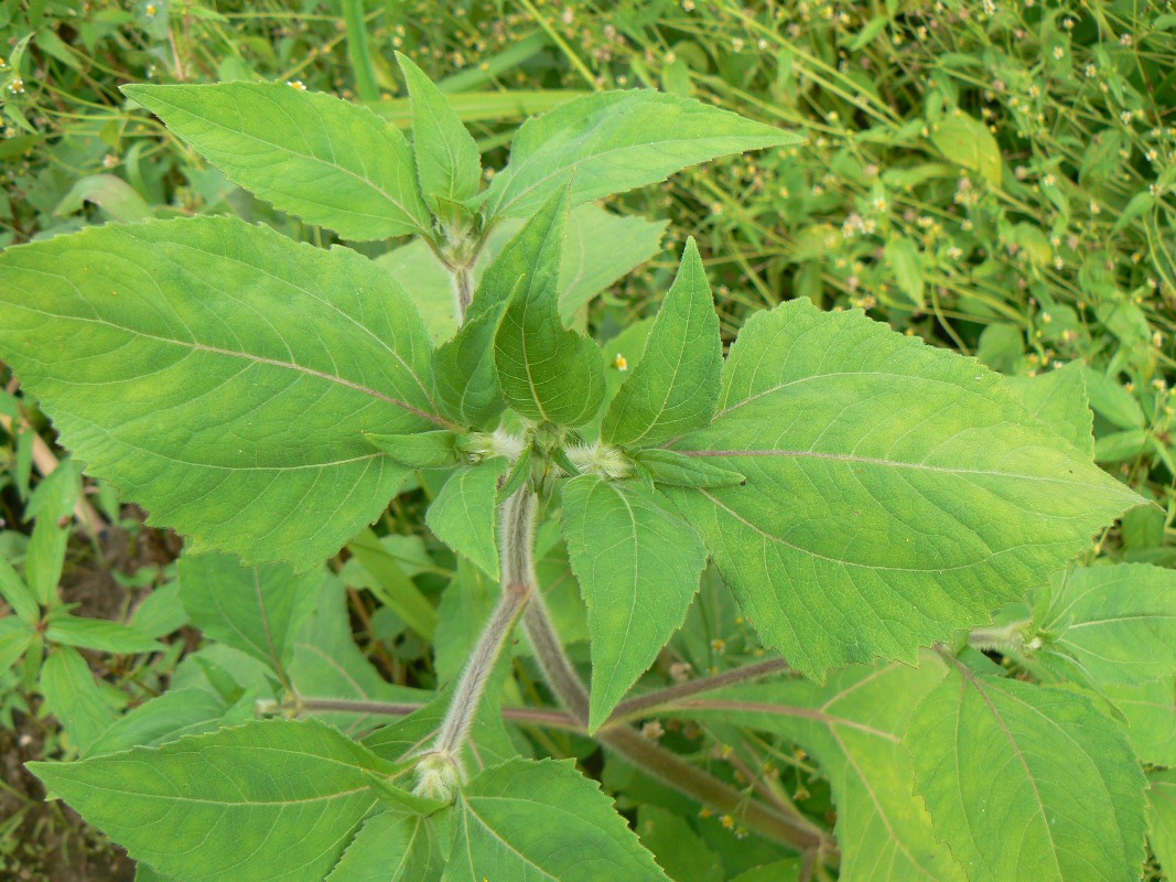 Изображение особи Sigesbeckia pubescens.