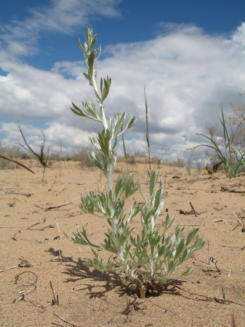 Image of Artemisia leucodes specimen.