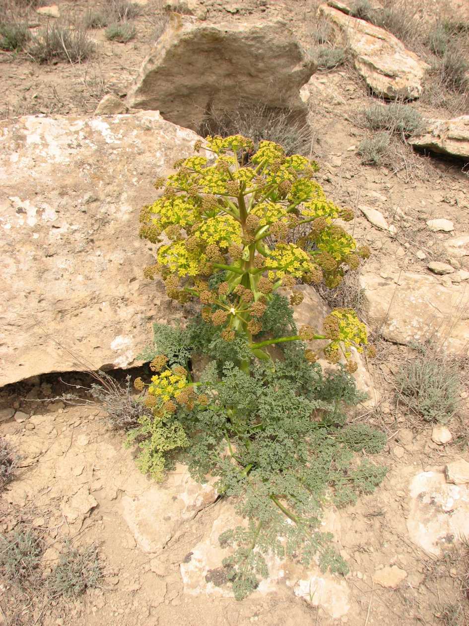 Image of Ferula persica specimen.