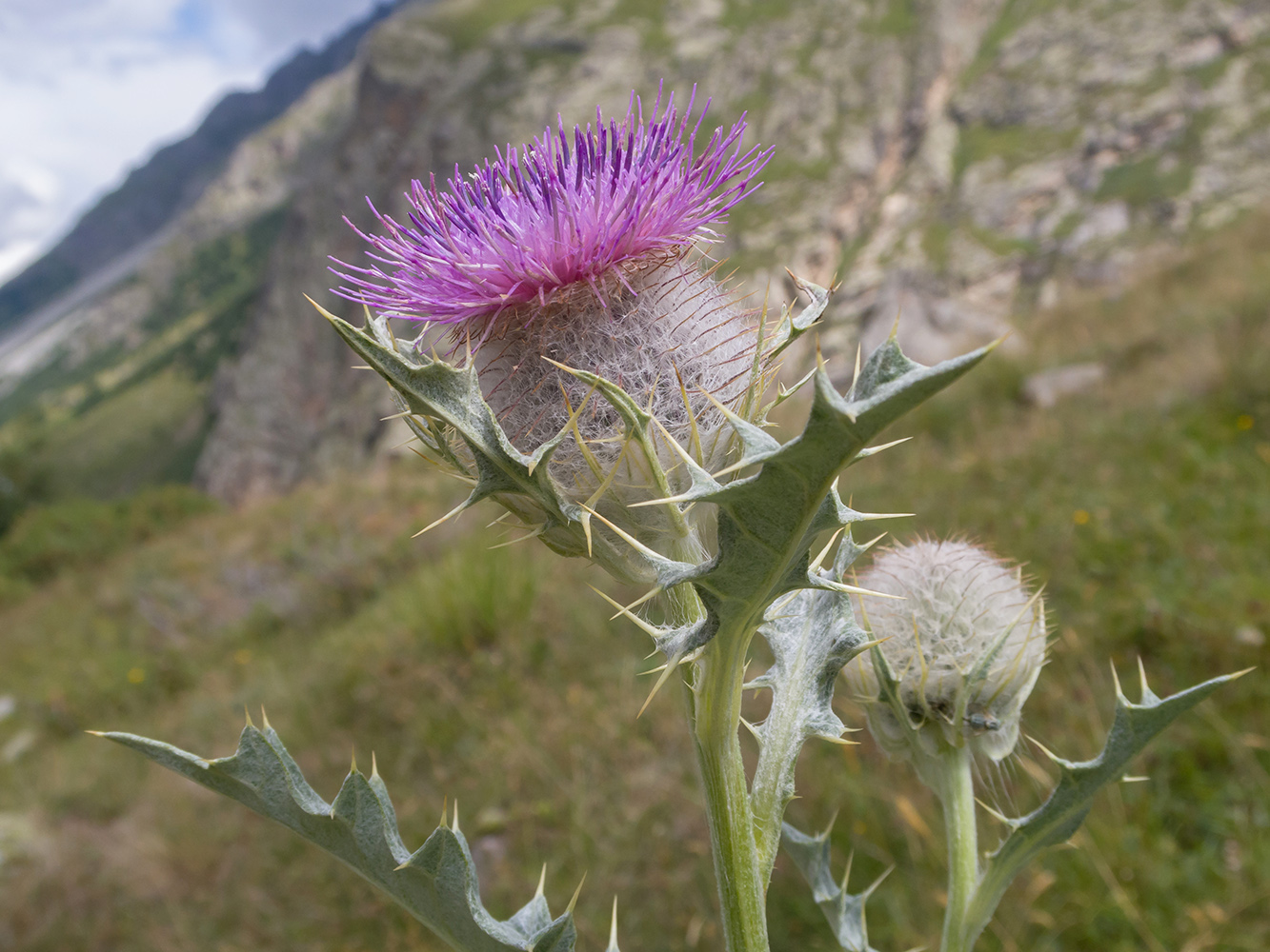 Изображение особи Cirsium balkharicum.