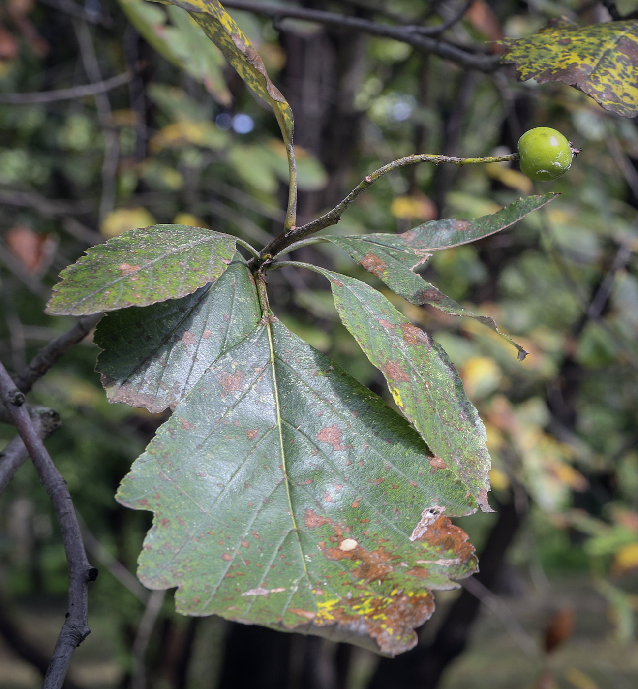 Image of Sorbus takhtajanii specimen.