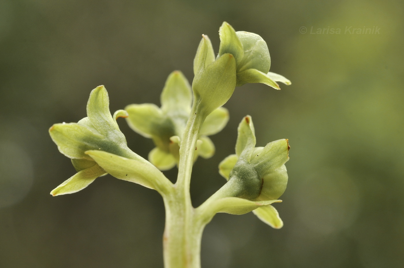 Image of Pyrola japonica specimen.