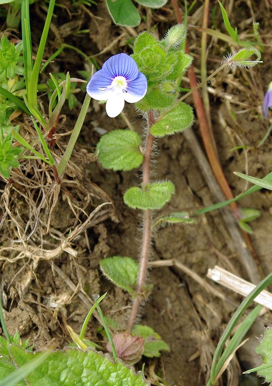 Image of Veronica persica specimen.