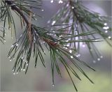 Pinus sylvestris