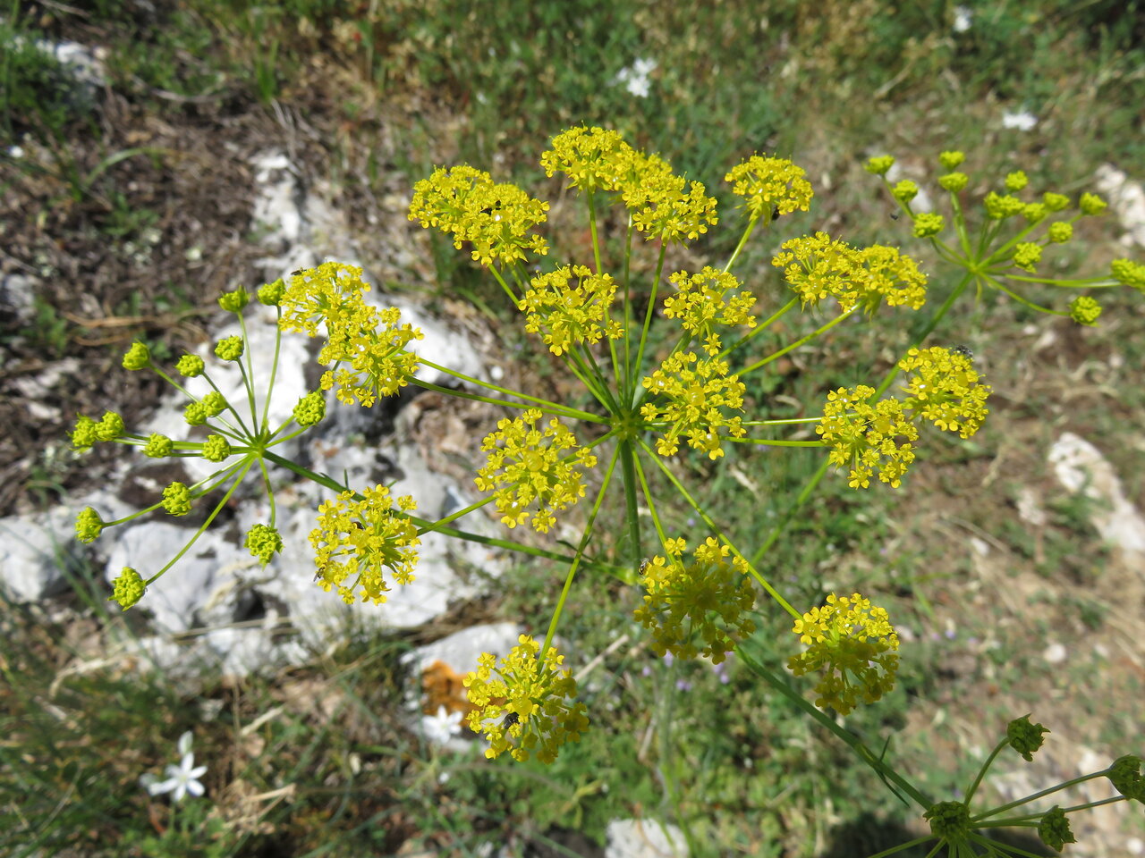 Изображение особи Chaerophyllum coloratum.