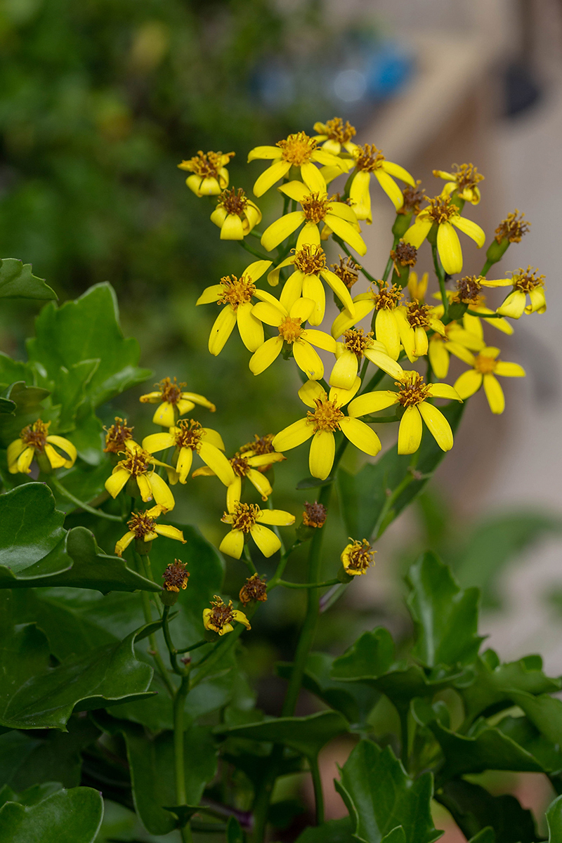 Изображение особи Senecio angulatus.