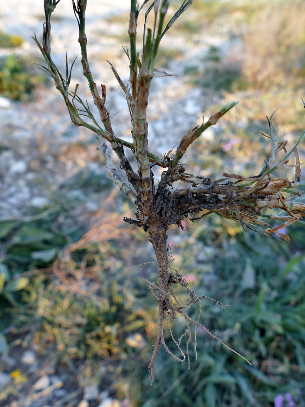 Image of Dianthus pseudarmeria specimen.