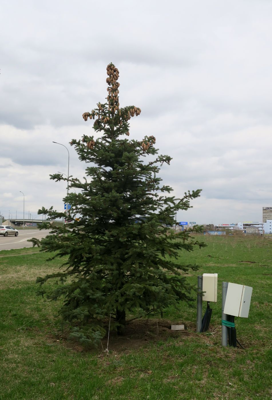 Image of Picea pungens f. glauca specimen.