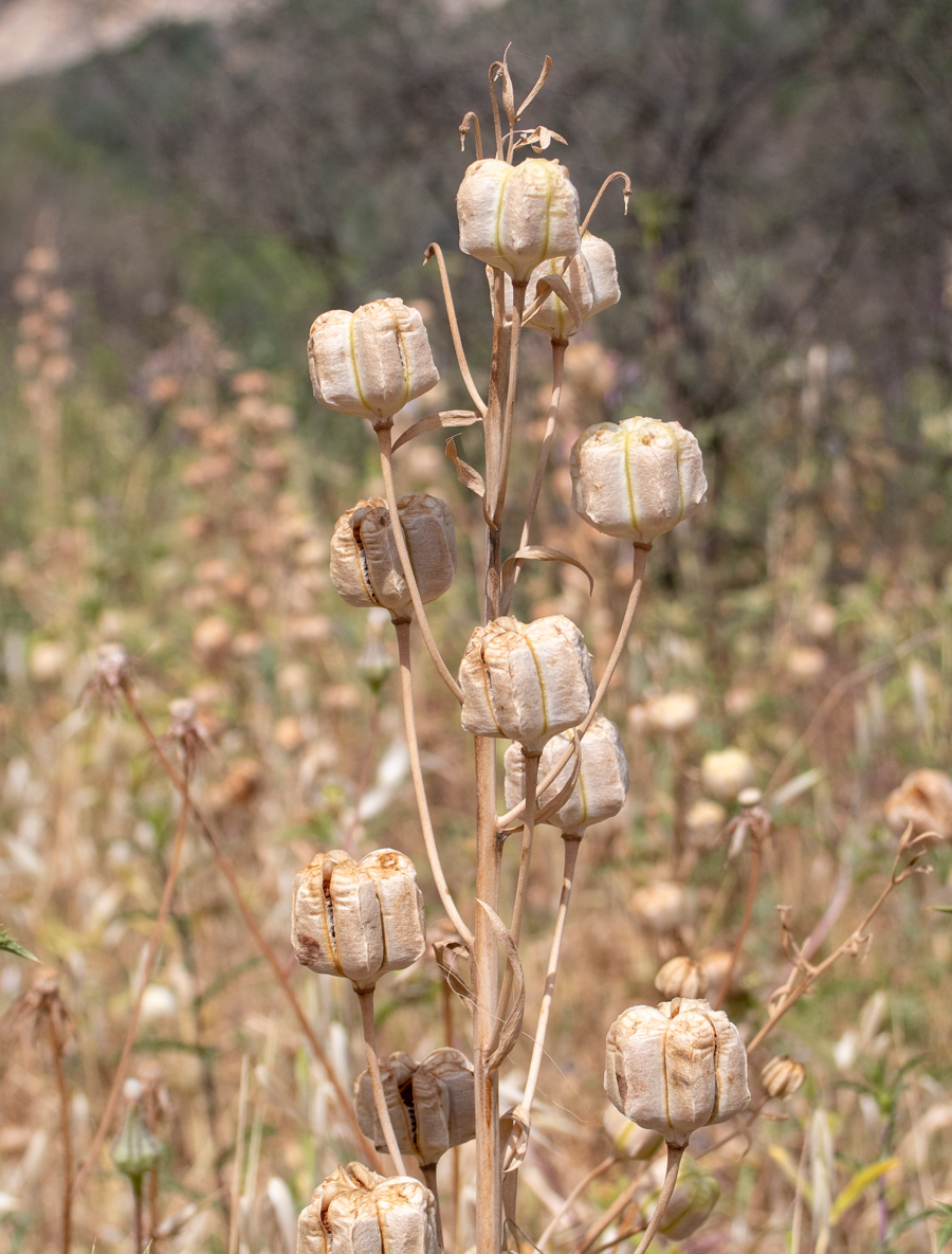 Image of Fritillaria persica specimen.