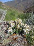 Dracocephalum nodulosum. Цветущие растения в скалах. Казахстан, Заилийский Алатау, горы Бокайдынтау, ущ. Бартогой, горно-степная зона, ≈ 1200 м н.у.м. 23.06.2010.