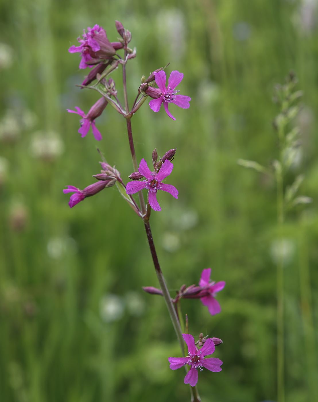 Image of Viscaria vulgaris specimen.