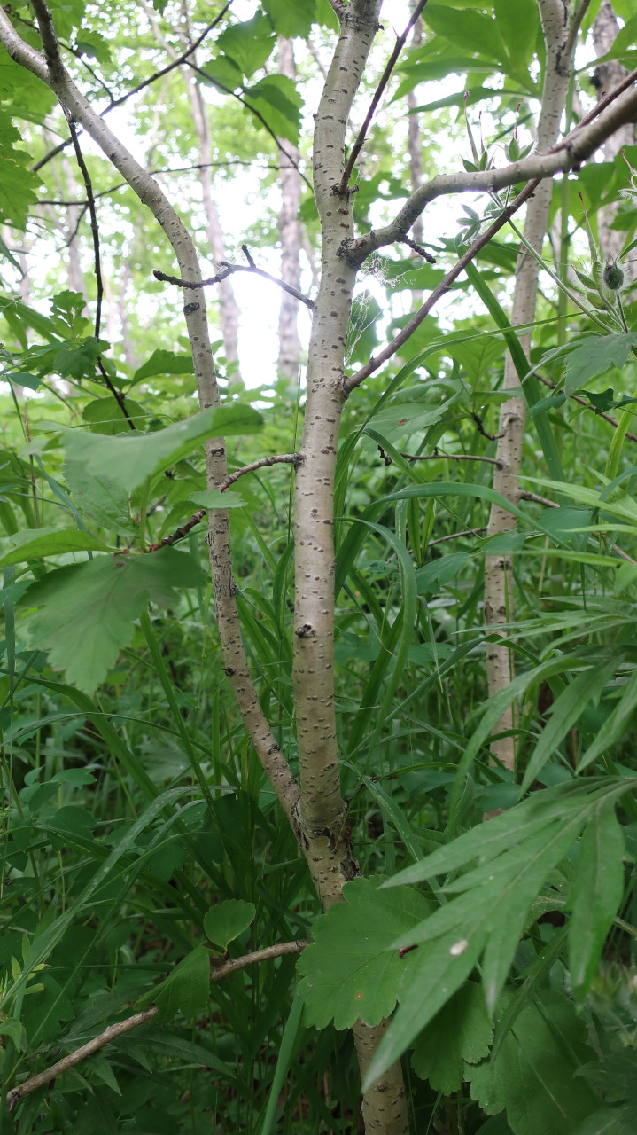 Image of Crataegus chlorosarca specimen.