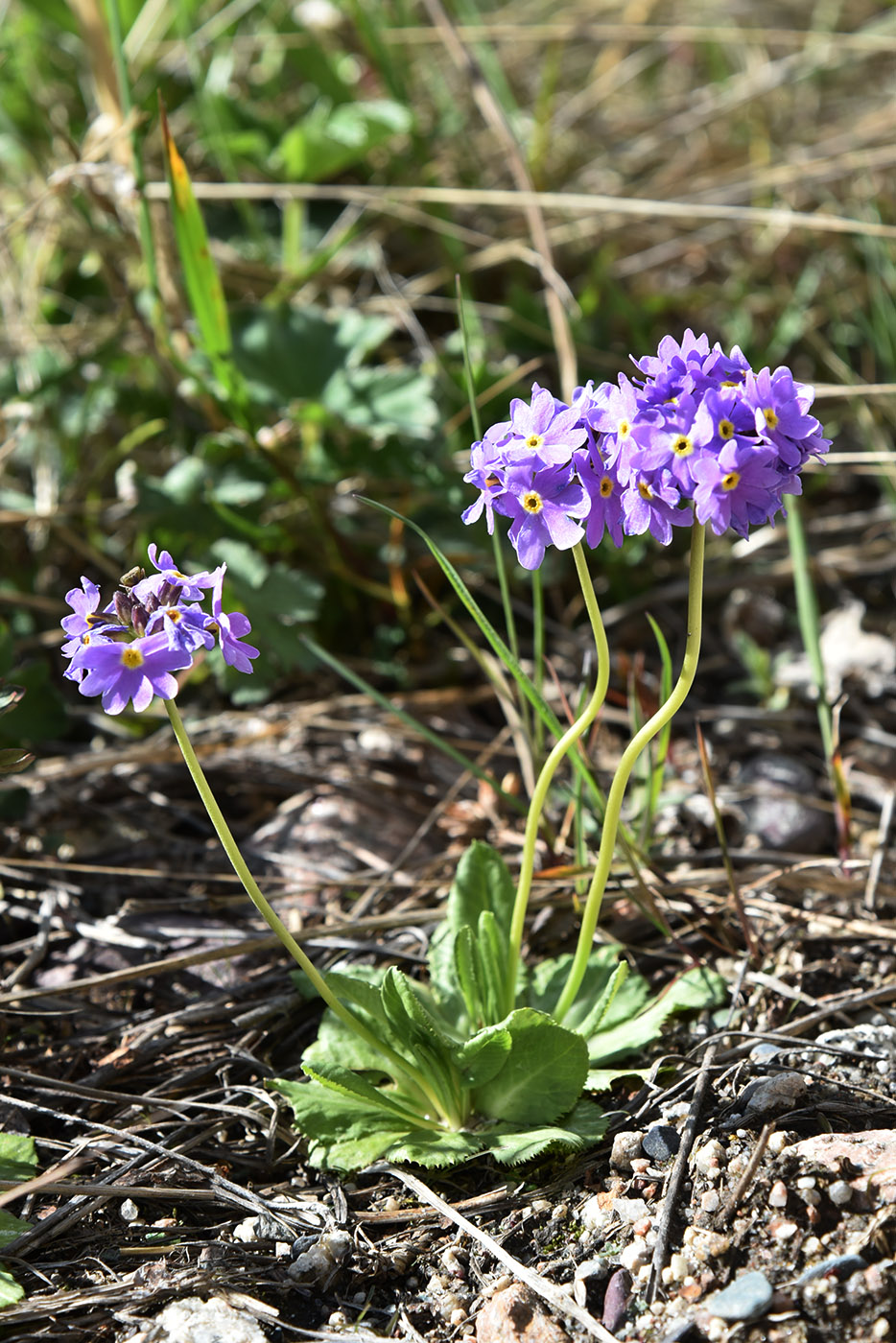 Изображение особи Primula algida.