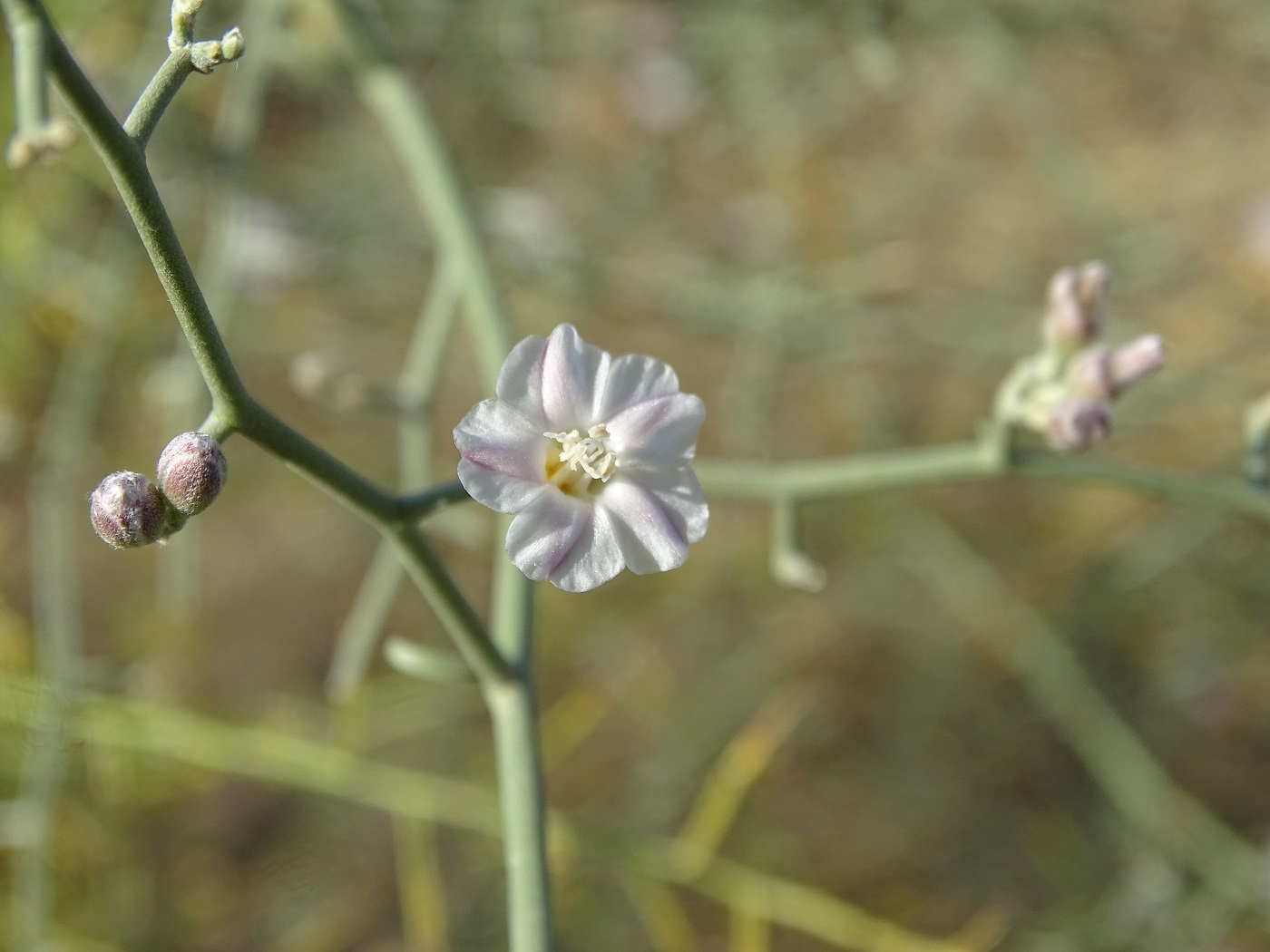 Image of Convolvulus hamadae specimen.